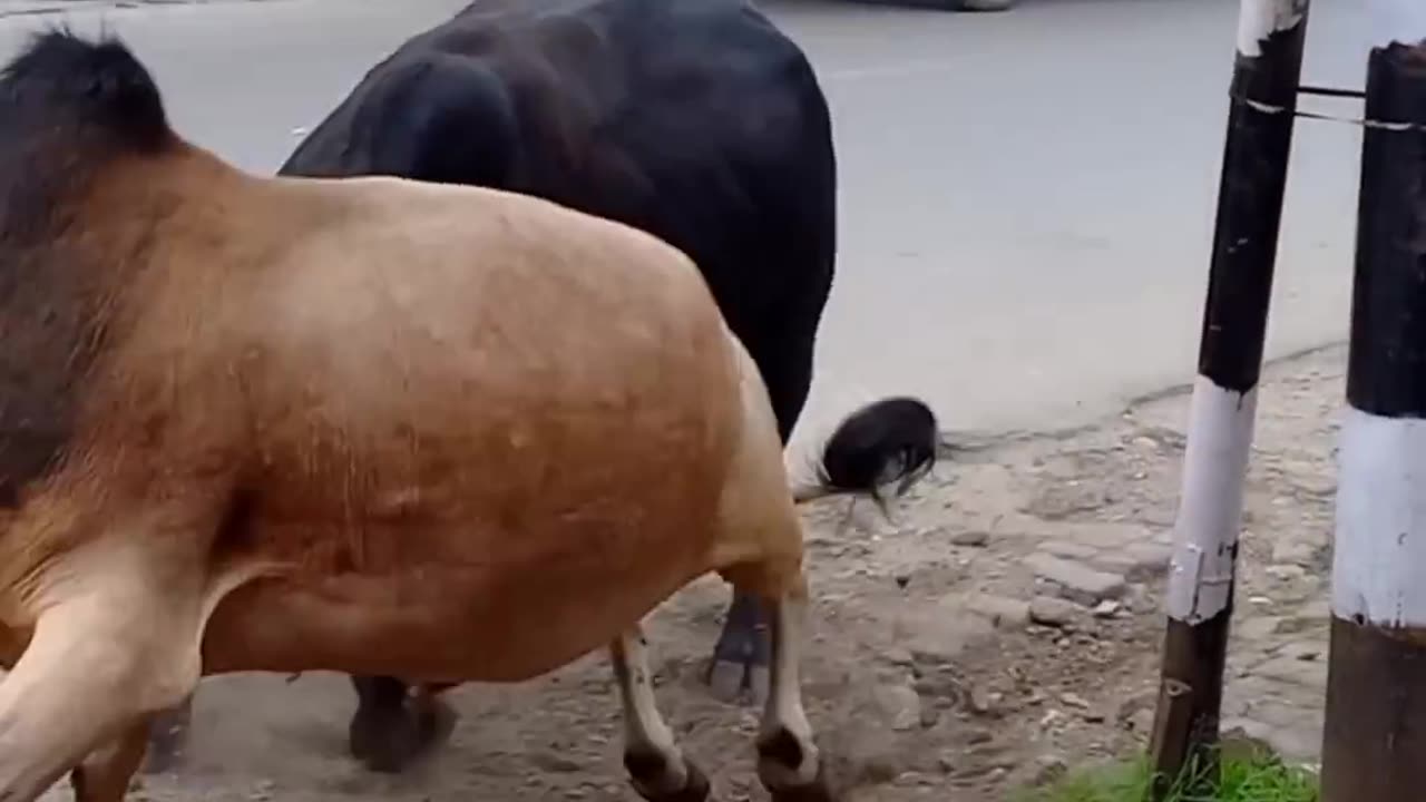 males cows fighting in public #short video