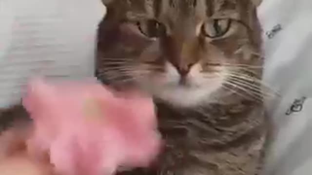 Hilarious and funny cat reaction Part 1: Cat cant handle flower!😂😂😂