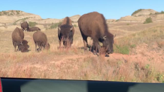 Bisons in North Dakota | Theodore Roosevelt National Park