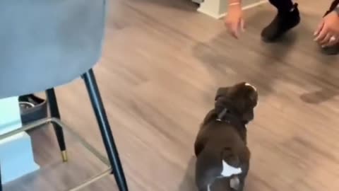 Get Ready to LOL with These Funny Pet Videos