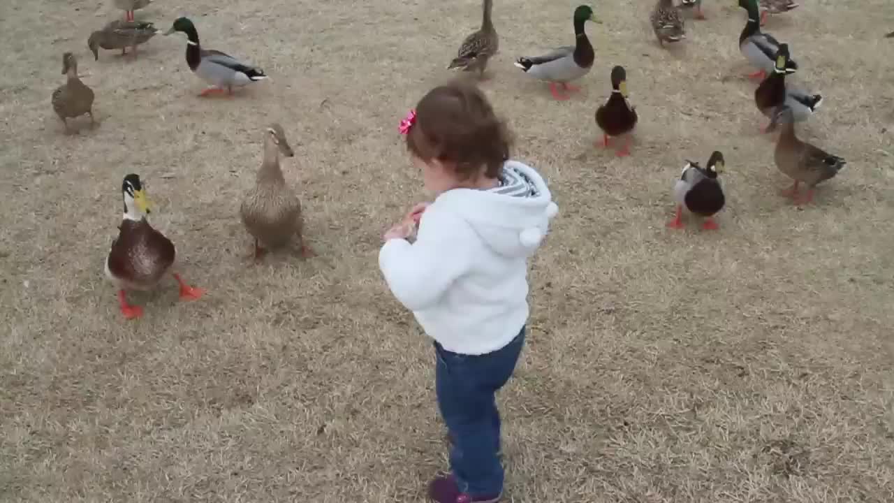 Baby Quinn feeding ducks at the park lover