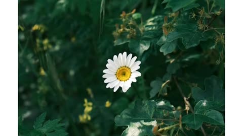 Pixels Alive(Let the Nature Heal)