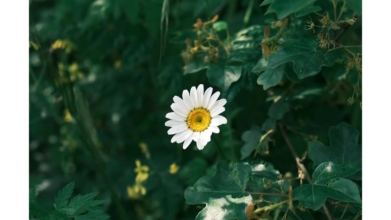 Pixels Alive(Let the Nature Heal)