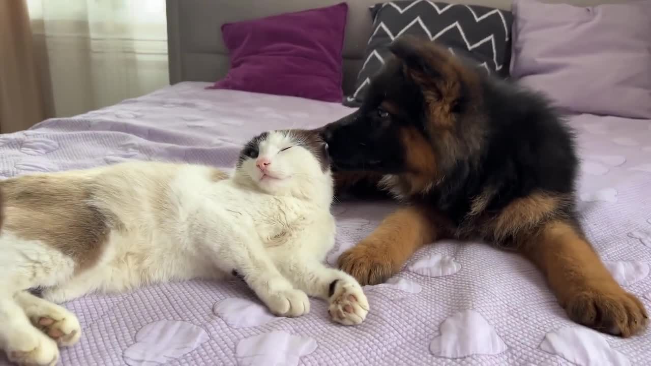 German Shepherd Puppy Meets Cat for the First Time