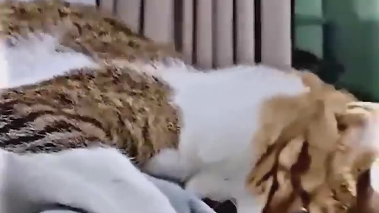 FunnyAnimals
