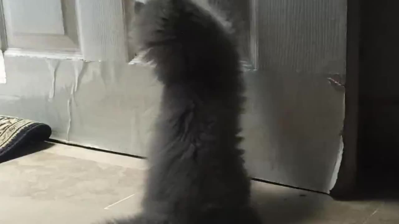 Cute kitten playing