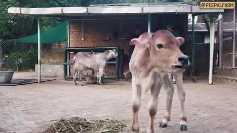 infants waits so long for mother but they don`t know she will not come back