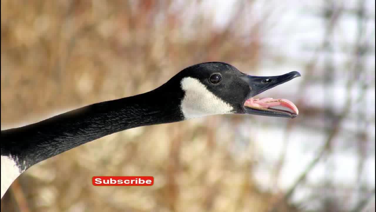 news of the bizarre Gangsta the Goose Protect Ducklings