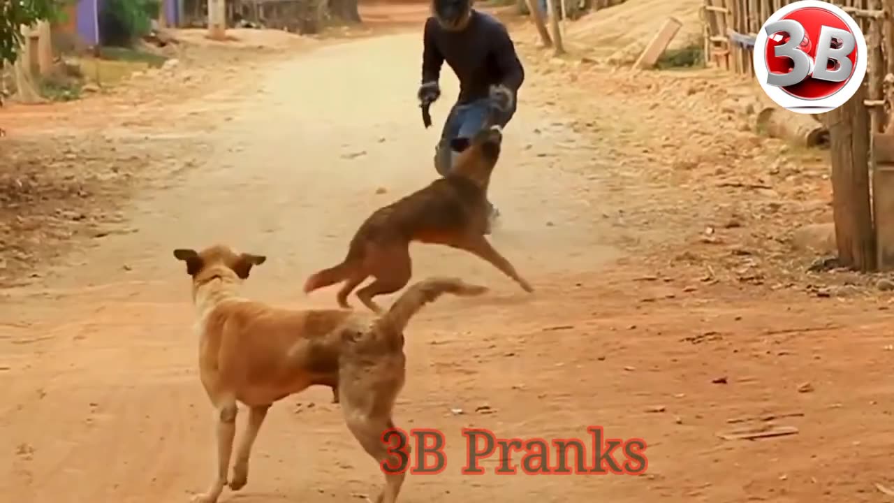 Best funny dog pranks 2024