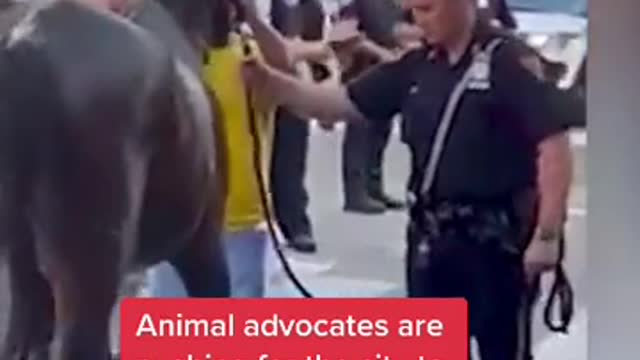 NYC exhausted horse collapses in the street