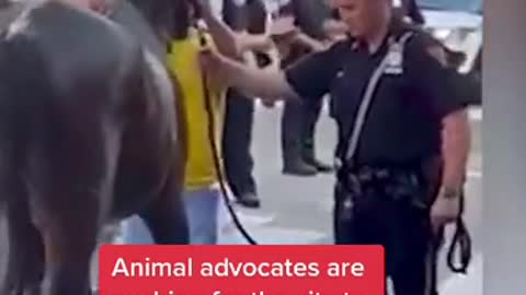 NYC exhausted horse collapses in the street