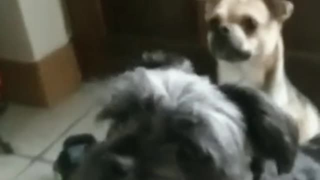 Funny Dogs Breathing Heavy And Fast