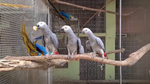 Many More New Exotic Parrots Breeding Pairs In Our Farm - Most Powerful Dog Breed