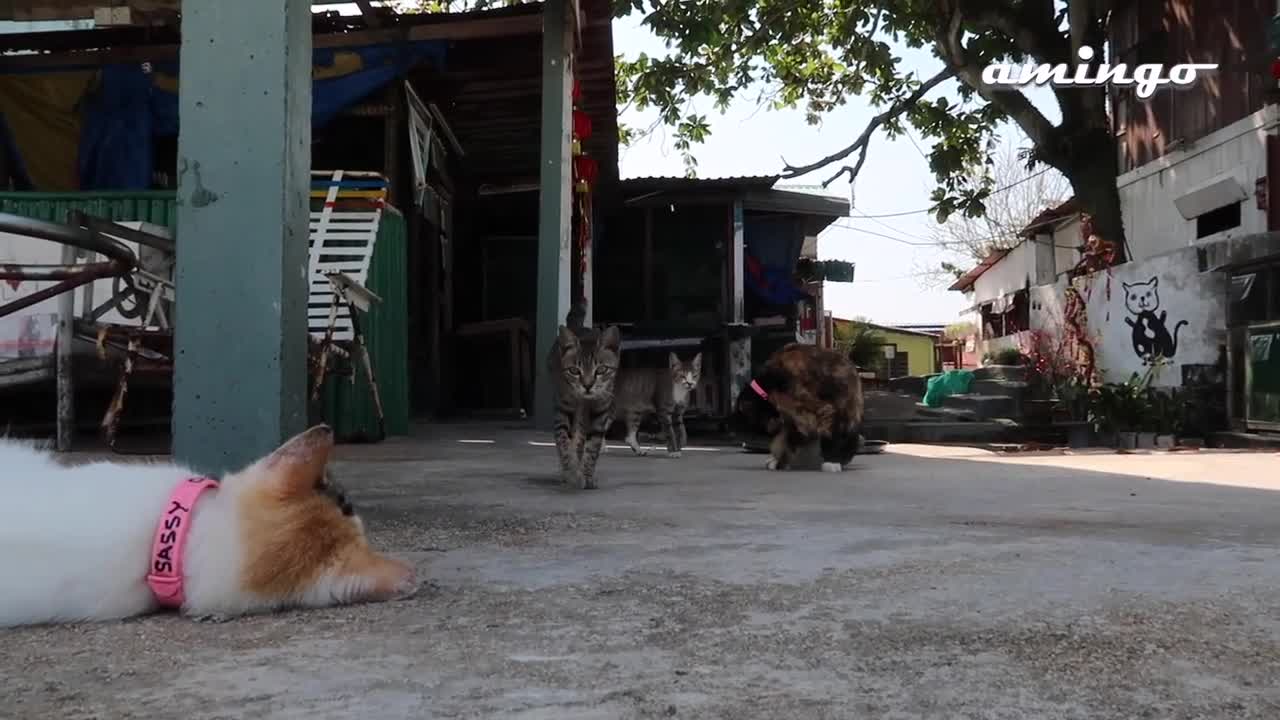 Cat Beach Sanctuary, Penang, Malaysia !!! cat lovers