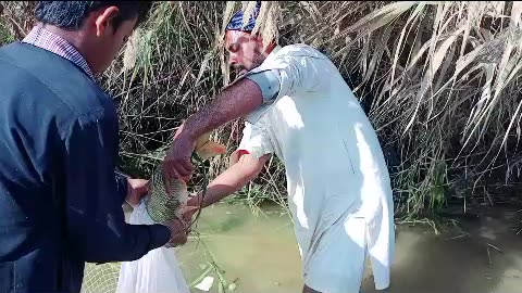 fishing // fishing hunting in canal // net fishing // fishing583