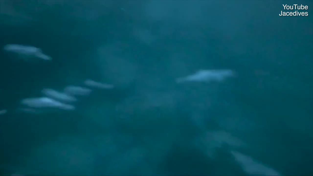 Terrifying moment spear-fisherman runs into great white shark