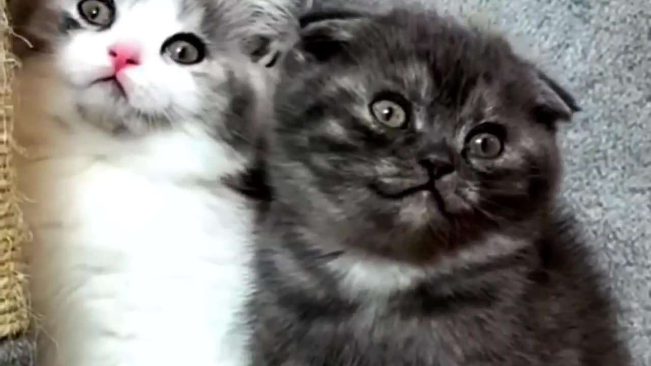cute kitten