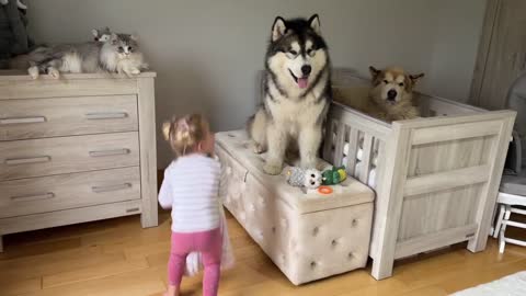 Adorable Baby Girls Puts Her Dog To Bed Even Reads Him A Story!