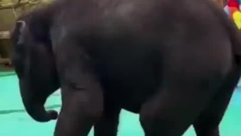 #Elephantvideo #LovelyAnimalsVidei #Short