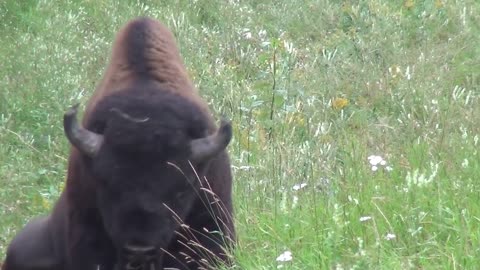 Buffalo