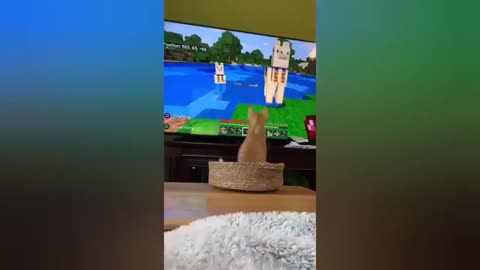 HOUR FUNNY CATS COMPILATION 2022😂_ Funny and Cute Cat Videos😸 ! - 091