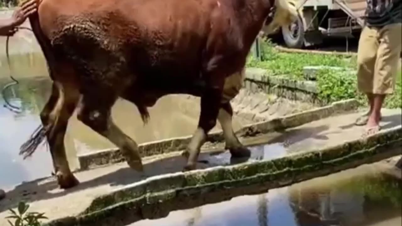 Funniest Animals Video - Best Cats and Dogs Videos