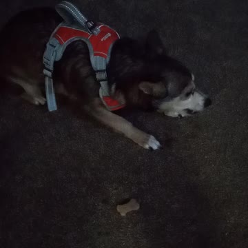 "Marley" getting a Treat after her Walk.