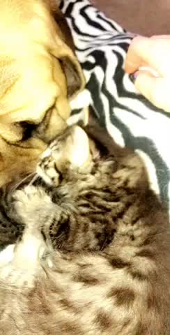 Mastiff patient with his kitten