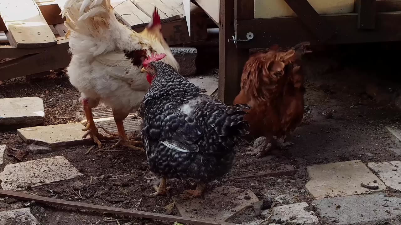 Animals, chickens