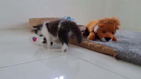 It's cute to see kitten Qiqi move to the carboard scratcher without her feet touching the carpet