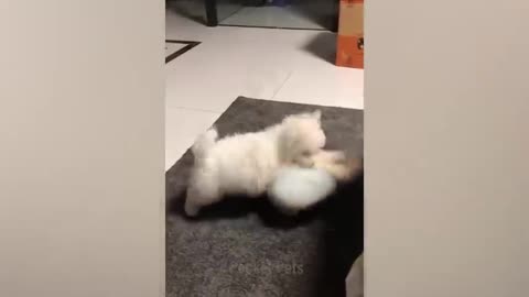 Funniest Animals 2023 😂 Funniest Cats and Dogs 😺🐶