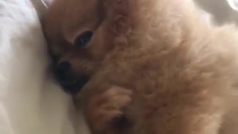 Dog Gives Monday The Heisman