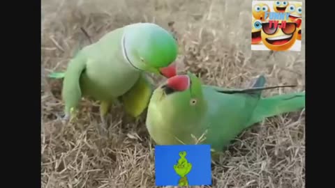parrot are in from funny 21video_2023_04_13