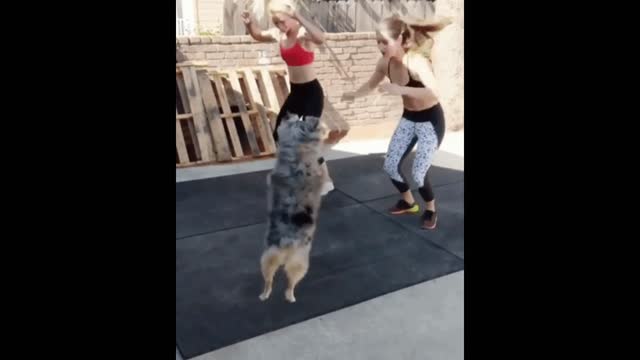 Gif video of dog doing physical activity with its owner