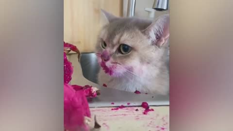 Most funny animals video (CATS AND DOG). Best Way Of Entertainment