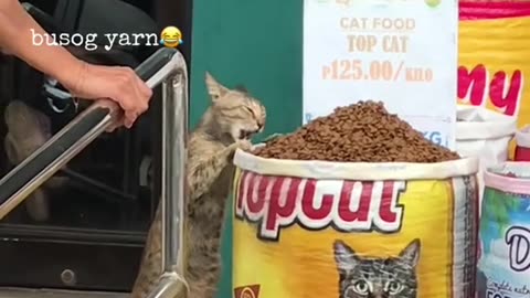 Funny and Cute Cats Videos #312