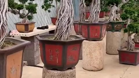 Các bạn có thích hệ bonsai chân dài giống mình ko😑😑😑