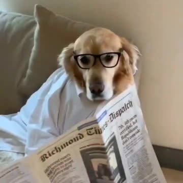 Funny Dogs 🐶-Funny Dogs Compilation-Funny animal videos 2023😅😅