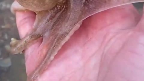 Amazing Viral Hunting Small Sea Squid Video