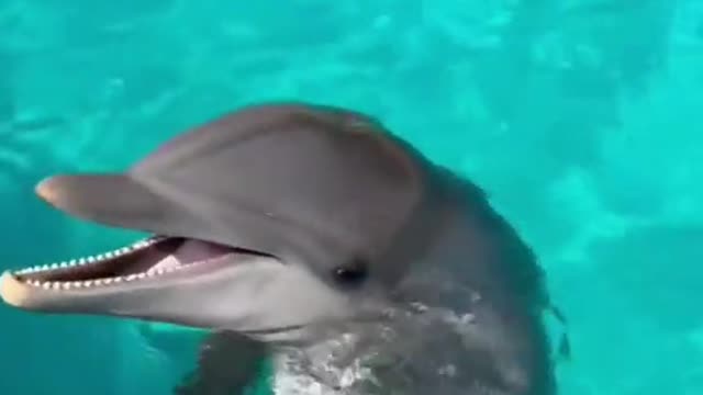 Dolphin's music 🎶🐬🧿