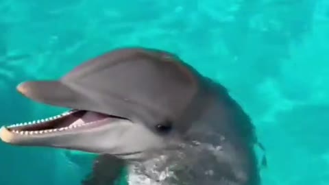 Dolphin's music 🎶🐬🧿