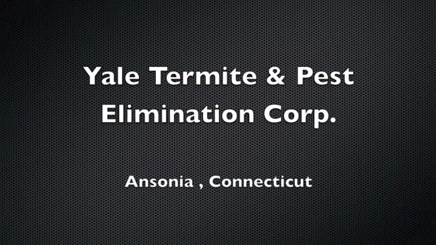 Pest Control Naugatuck CT