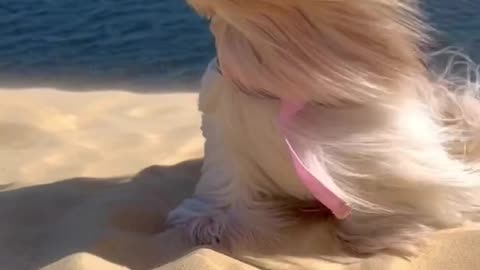 Beautiful Female Dog On The Beach