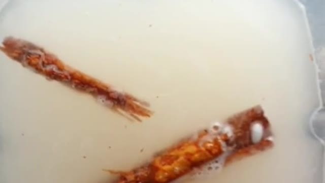 Cómo prepara horchata deliciosa