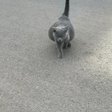 Wiggle Wiggle cat 😆🙈🐈❤️