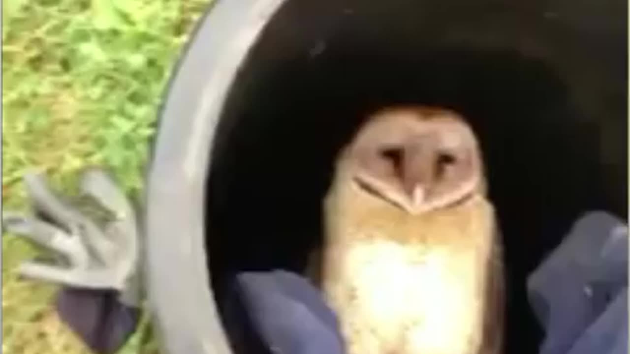 Owl stuck in the well