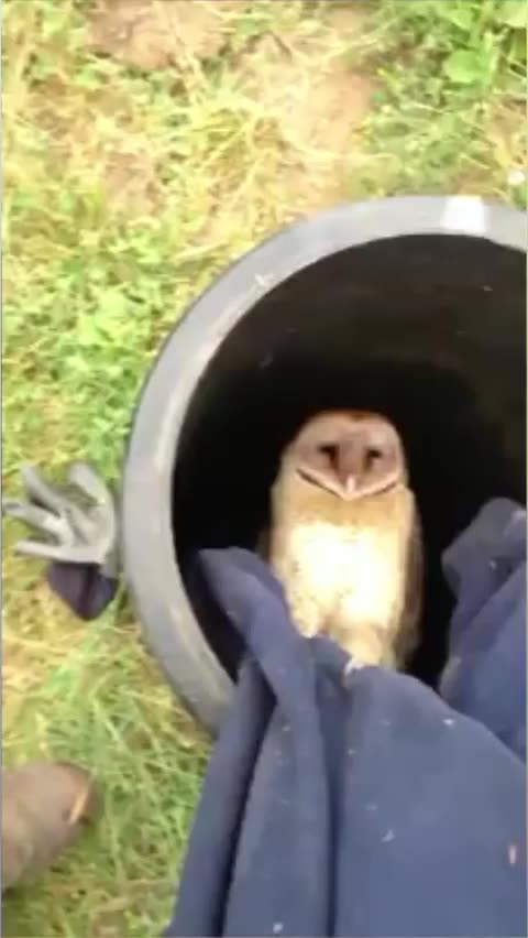 Owl stuck in the well