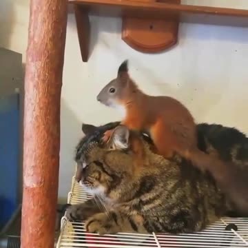 Терпеливый кот...