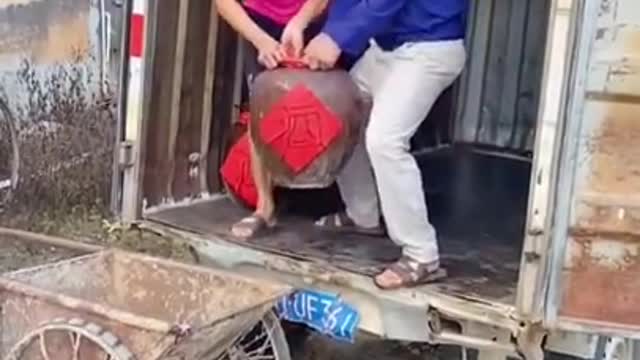 Funny video | LOL