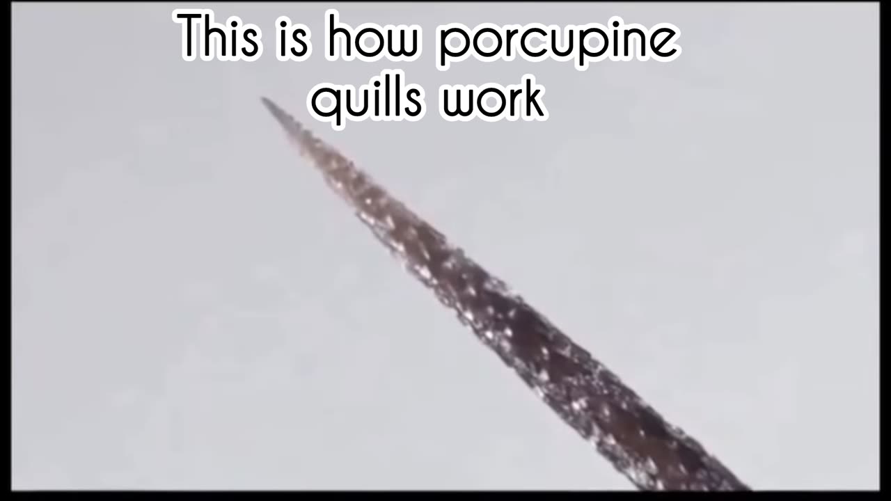 This is how porcupine quills work